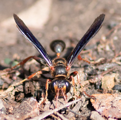 Isodontia exornata