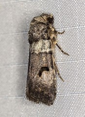 Thoracolopha flexirena