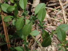 Clinopodium talladeganum