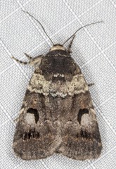 Thoracolopha flexirena