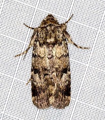 Thoracolopha flexirena