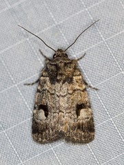 Thoracolopha flexirena