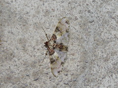 Azochis rufidiscalis
