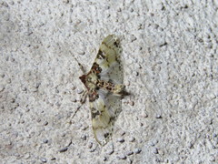 Azochis rufidiscalis
