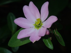 Sabatia capitata