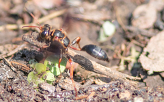 Isodontia exornata