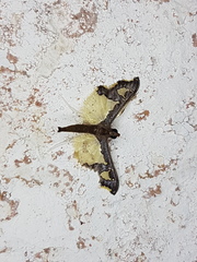 Gonocausta zephyralis