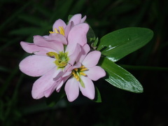 Sabatia capitata