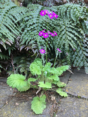 Primula malacoides