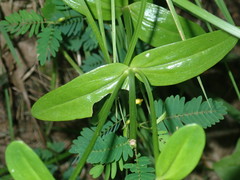 Sabatia capitata