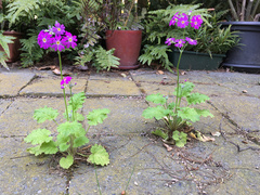 Primula malacoides