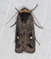 Proteuxoa testaceicollis