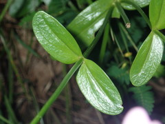 Sabatia capitata