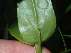 Sabatia capitata