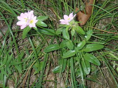 Sabatia capitata