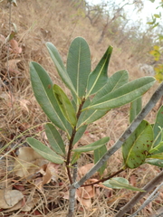 Kielmeyera variabilis