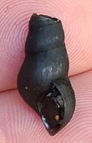 Elimia taitiana observed 2020-10-15