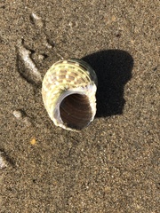 Turbo marmoratus