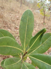 Kielmeyera variabilis