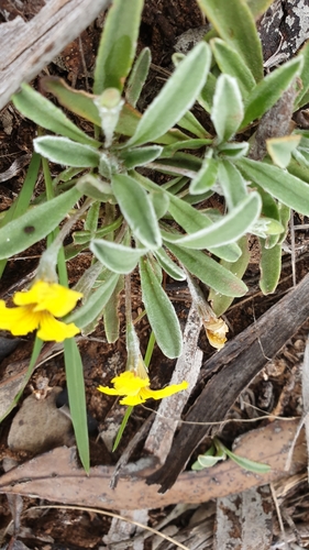 Image of Goodenia willisiana by (c) Rosalie Lawrence, some rights reserved (CC BY)