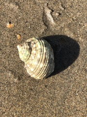 Turbo marmoratus