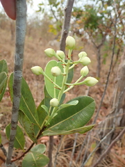 Kielmeyera variabilis