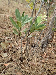 Kielmeyera variabilis