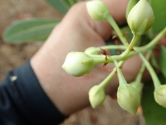 Kielmeyera variabilis