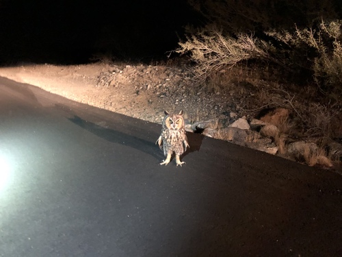 iNaturalist observation photo of Long-eared Owl