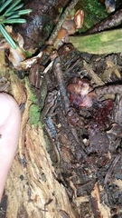 Desmognathus wrighti