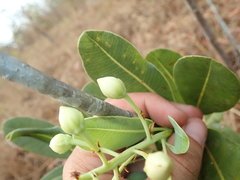 Kielmeyera variabilis