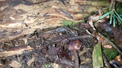 Desmognathus wrighti