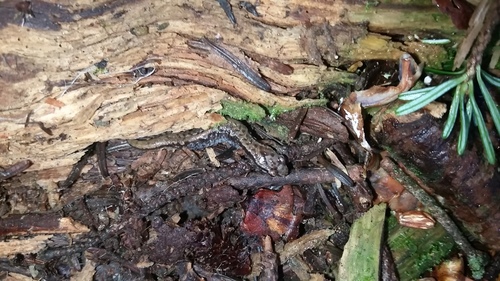 Desmognathus wrighti