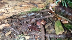 Desmognathus wrighti