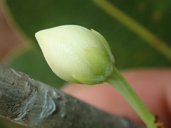 Kielmeyera variabilis