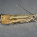 Chrysoteuchia topiarius - Photo (c) Andy Reago & Chrissy McClarren,  זכויות יוצרים חלקיות (CC BY)