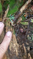 Desmognathus wrighti