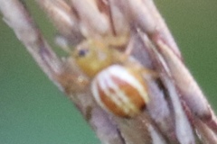 Araneus pratensis