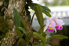 Cattleya trianae