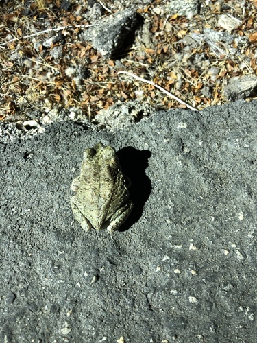 iNaturalist observation photo of Red-spotted Toad