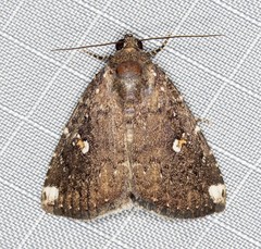 Amyna apicipuncta