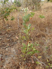 Kielmeyera variabilis