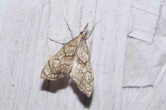 Evergestis pallidata