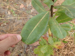 Kielmeyera variabilis