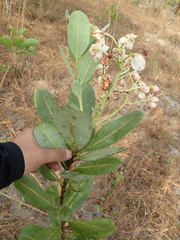 Kielmeyera variabilis