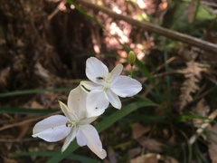 Libertia paniculata