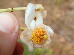 Kielmeyera variabilis