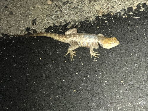 iNaturalist observation photo of Desert Spiny Lizard
