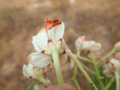Kielmeyera variabilis