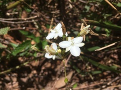 Libertia paniculata
